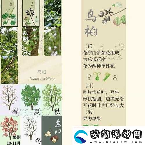 老農種樹如何巧妙贈送樹種子給鄰居